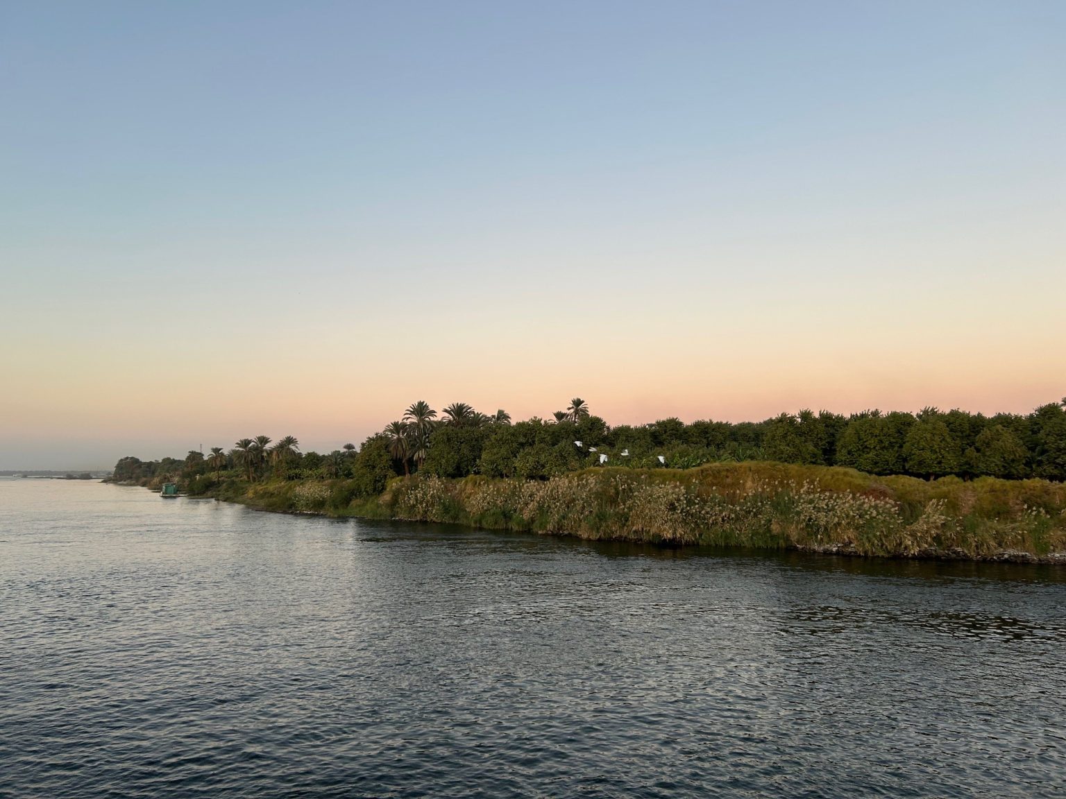 Nile Rabbit Animals in The River Nile - Birds, Mammals & Reptiles | Egypt Escapes