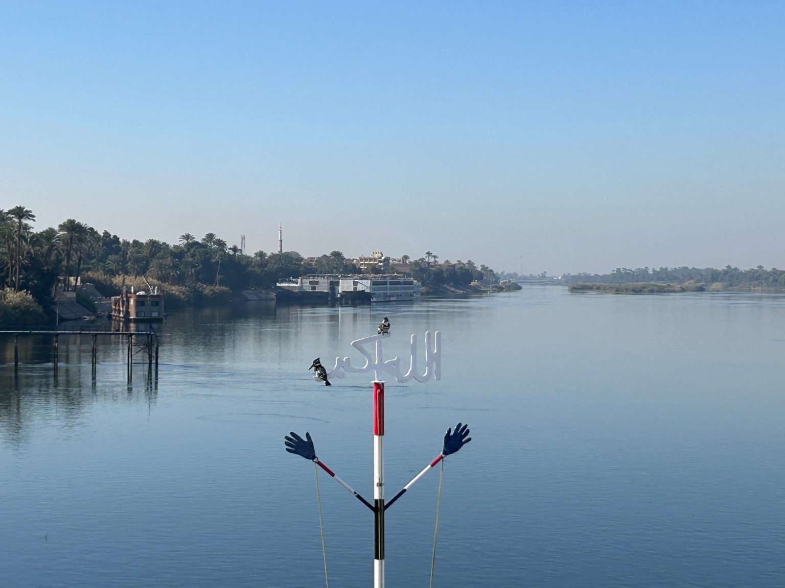Nile Rabbit Animals in The River Nile - Birds, Mammals & Reptiles | Egypt Escapes
