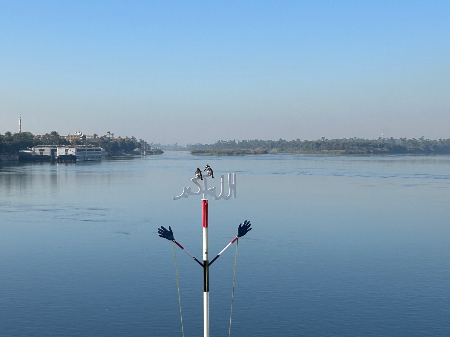Nile Rabbit Animals in The River Nile - Birds, Mammals & Reptiles | Egypt Escapes