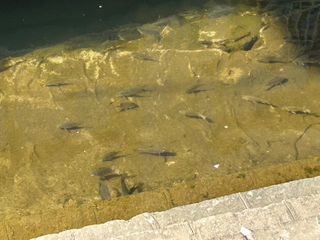 Nile Rabbit Animals in The River Nile - Birds, Mammals & Reptiles | Egypt Escapes